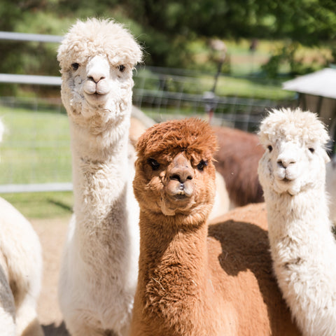Can You Wear Alpaca Socks in the Summer? Why Alpaca Socks Are Great Year-Round