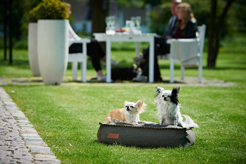 Dog Bean Bag