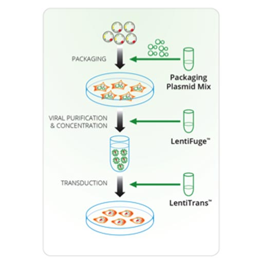 Lentiviral Constructs And Cell Engineering Cellecta