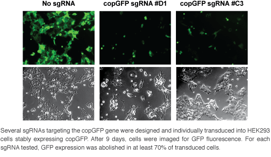 /CRISPR copGFP knockout 293 cells