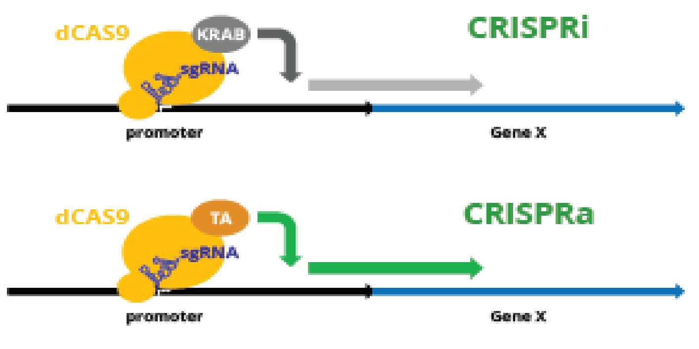 CRISPRa and CRISPRi Lentiviral sgRNA Libraries