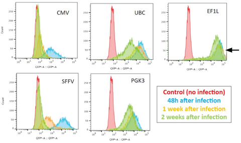 PromoterTest Assay - sustained expression in iPSC line