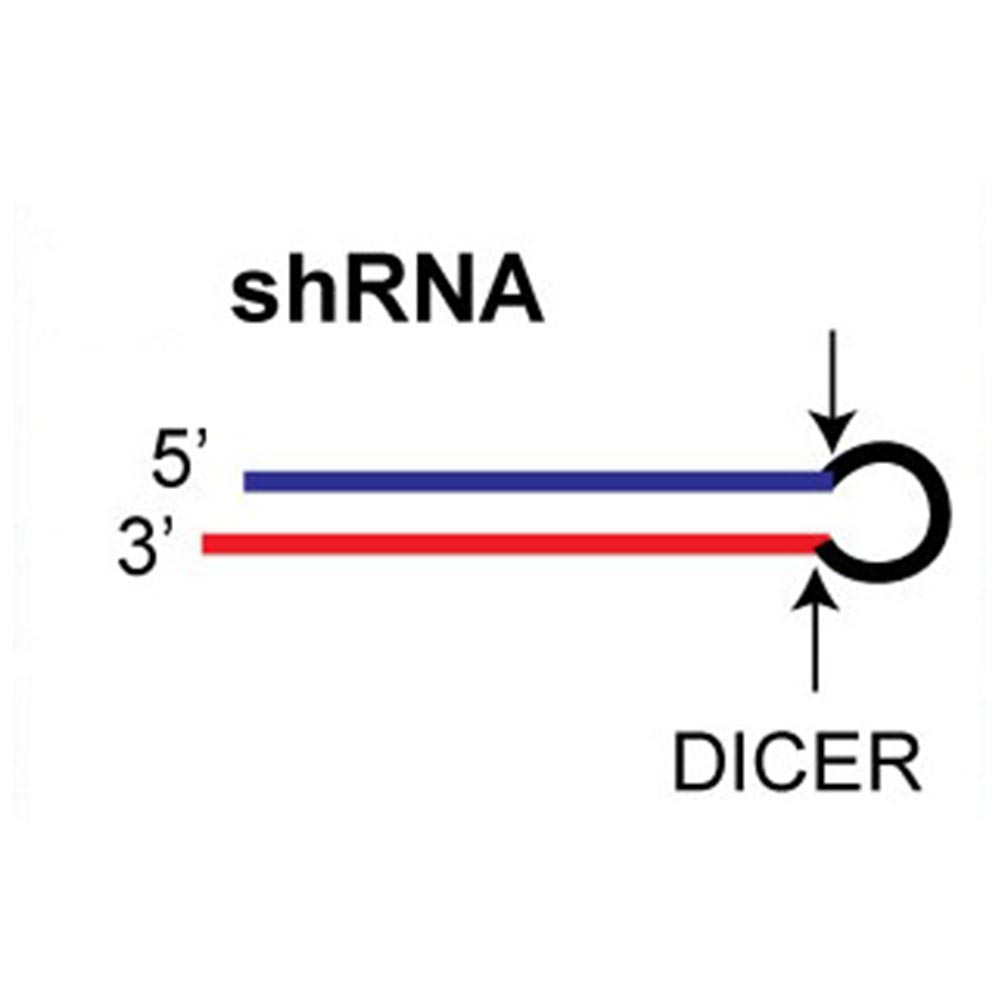 RNAi-based genetic screening services and products