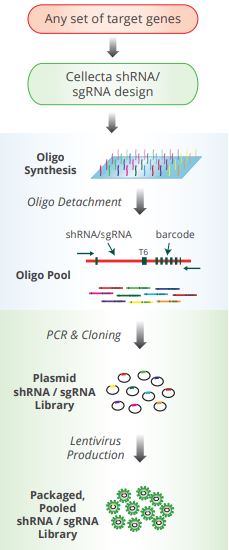 CRISPR and RNAi Lentiviral Library Construction