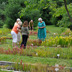 Carnivorous Plant Nursery Open House June 2015 5