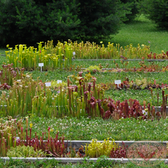 Carnivorous Plant Nursery Open House June 2015 4