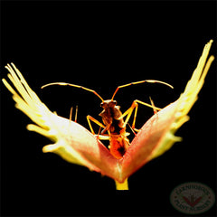 Carnivorous Plant Nursery source image for logo. Assassin bug about to be trapped by a venus flytrap.