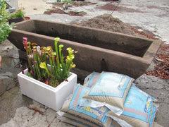 Carnivorous Plant Sandstone Trough 1