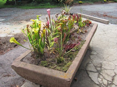 Carnivorous Plant Sandstone Trough 5