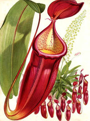  N.sanguinea from Paxton's Flower Garden, Vol. 1, Plate 9, 1882.