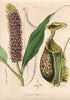 antique print nepenthes rafflesiana