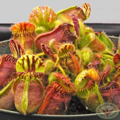 cephalotus.jpg