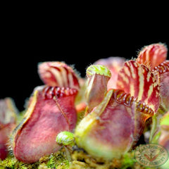 cephalotus.138a.jpg