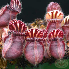 cephalotus.A1b.jpg