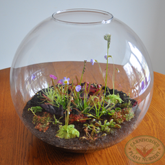 carnivorous plants terrarium