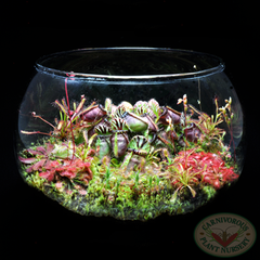 Carnivorous Plant Terrarium