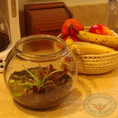 Carnivorous Plant Terrarium in the kitchen