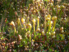 Darlingtonia State Botanical Wayside