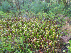 Darlingtonia State Botanical Wayside