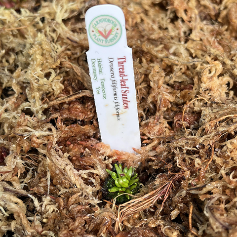 dormant drosera filiformis