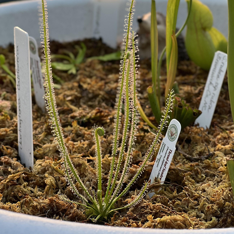 drosera filiformis traps