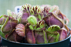 GWAPA visits Carnivorous Plant Nursery 5