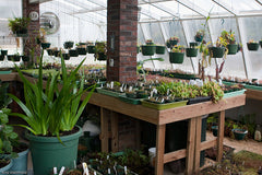 GWAPA visits Carnivorous Plant Nursery 6