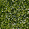 Liverworts - Pellia, from wikicommons, S. Rae