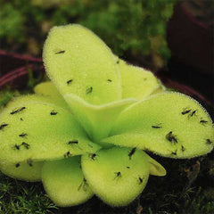 Pinguicula gigantea