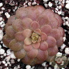 Pinguicula luaeana