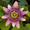 Passiflora x belotii, from wikicommons, Tomas Castelazo