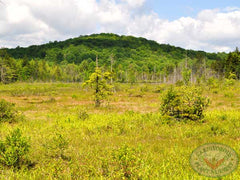 Peat Bog