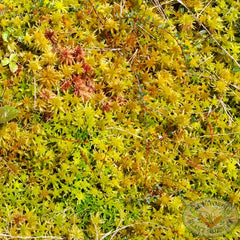 Long fibrous sphagnum Moss  Carnivorous Plant Society of Canada