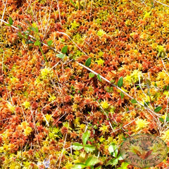 Sphagnum Moss