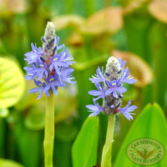 pickerelweed.1121b.jpg