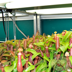 plant cart with nepenthes
