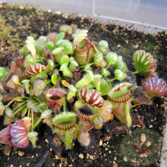 Cephalotus in a tub