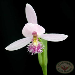 rose.pogonia.0202.jpg