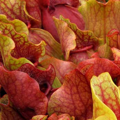 Sarracenia purpurea venosa