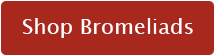 shop Bromeliads