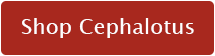 shop Cephalotus