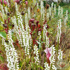 spiranthes.019c.jpg