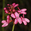 Stylidium