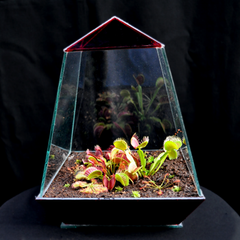 Carnivorous Plant Terrarium Obelisk Carnivorous Plant 