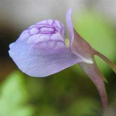 Utricularia graminifolia.flwr.01a.jpg