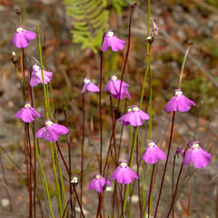 Utricularia uniflora flowers.jpg