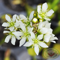 Venus flytrap flowers