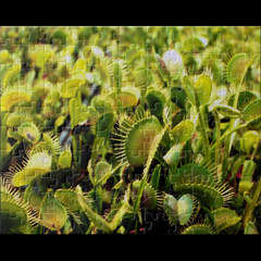 vft.puzzle.2000a.png