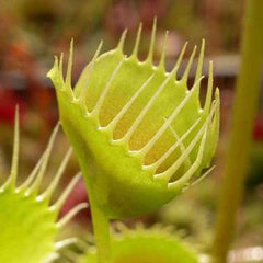 VFT Trichterfalle CZ plants