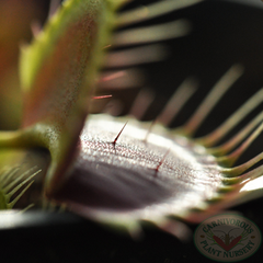 Venus Flytrap trigger hairs